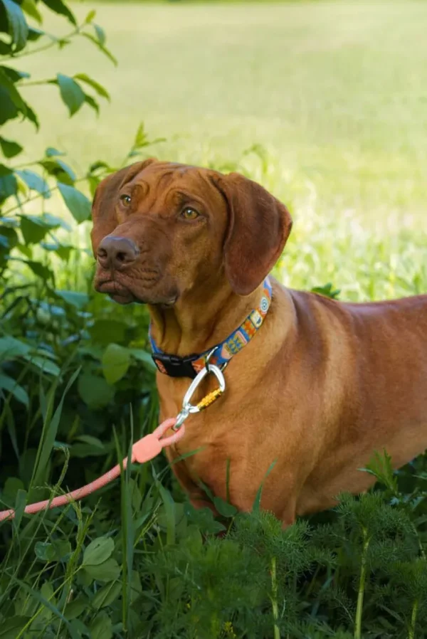 Rope Leash Talutushihna, Salmon Pink